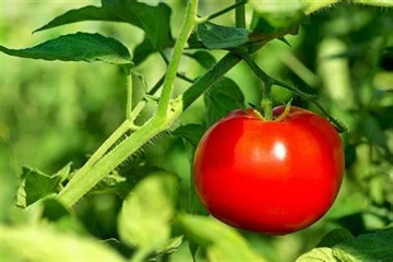 Heshengova lijevana kaša: održivo rješenje za pakiranje sjemena zajedno u sad...